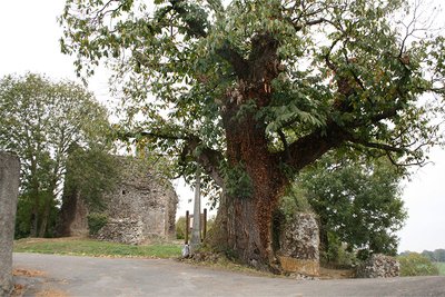 Châtaignier La Barthe de Neste