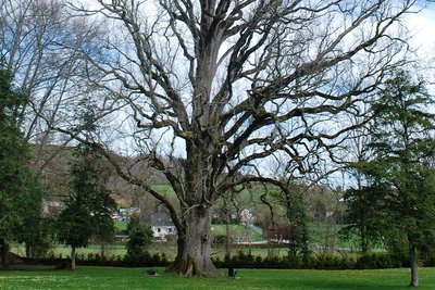 Chêne fastigie Abbaye de l'Escaladieu