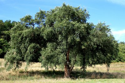 Chêne liège de Galez