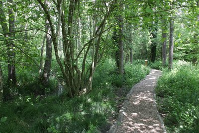 La forêt alluviale