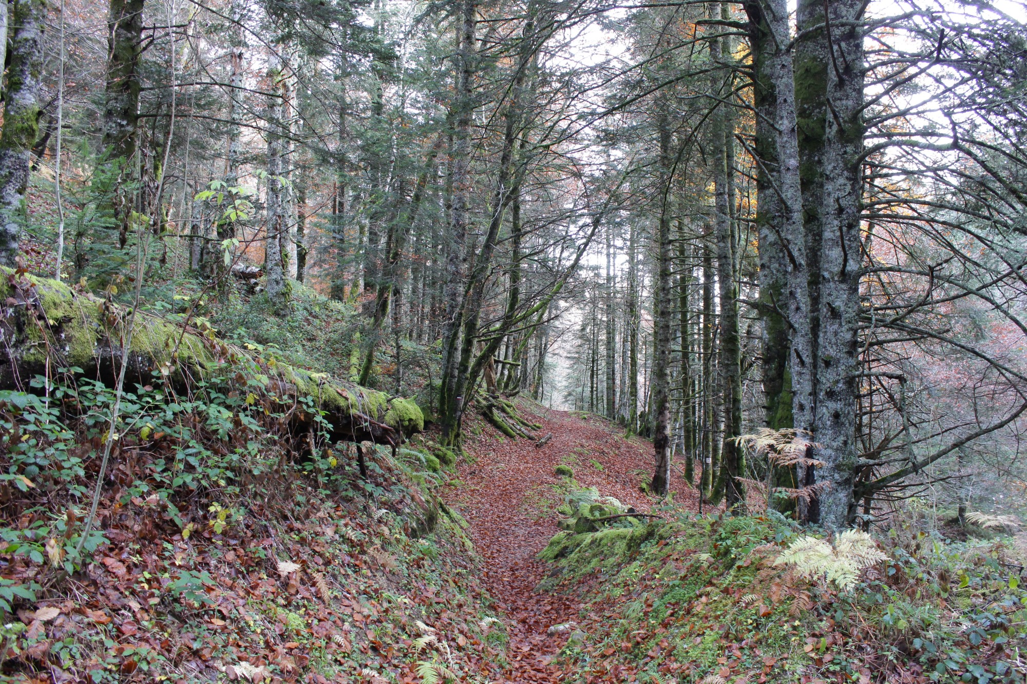 Forêt montagnarde sous le Haugarou