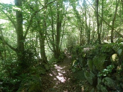 Superbe descente en sous-bois