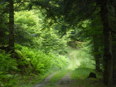 Piste en forêt d'Arragnat