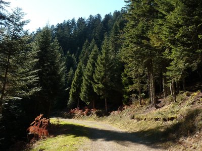 Piste forestière à Couraduque