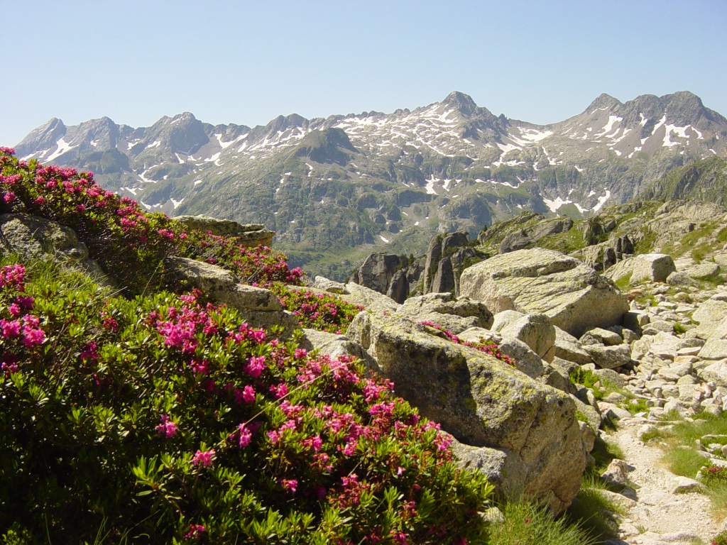 Massif de rodhodendrons près du lac du Pourtet