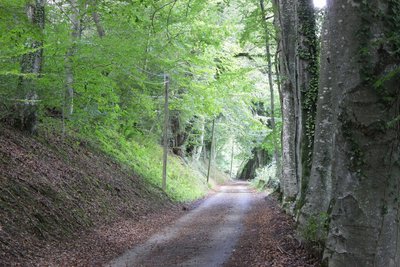 Agréable passage sur la route forestière