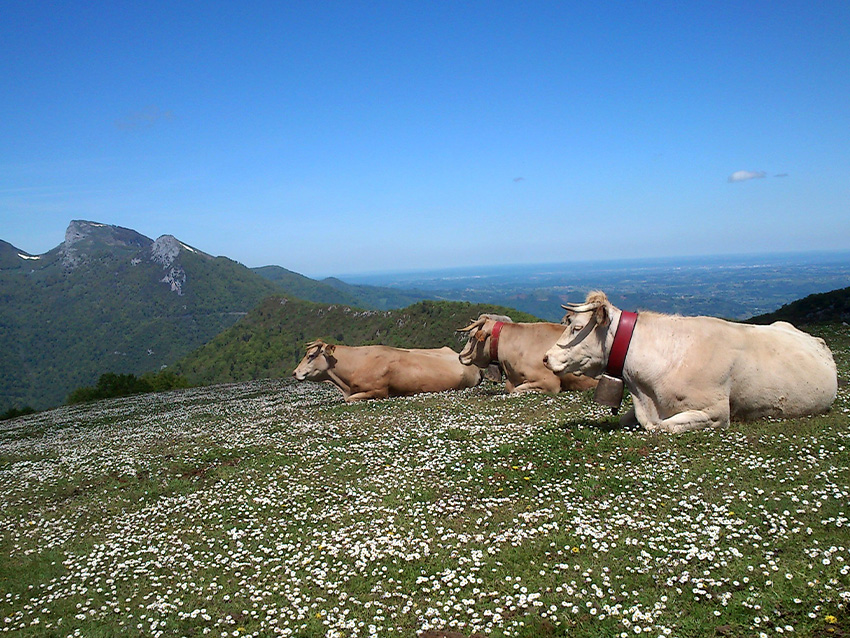 Vallée de l'Artiguette
