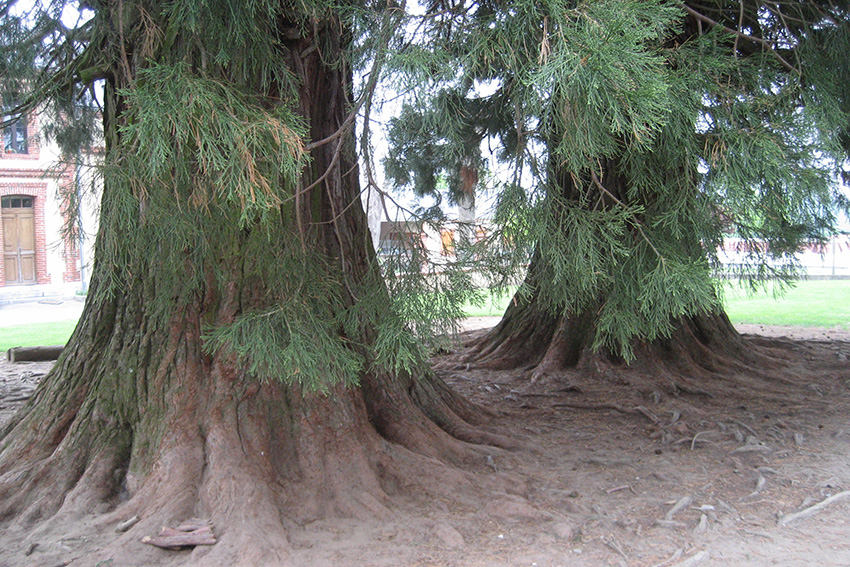 Séquoïas géants Uglas