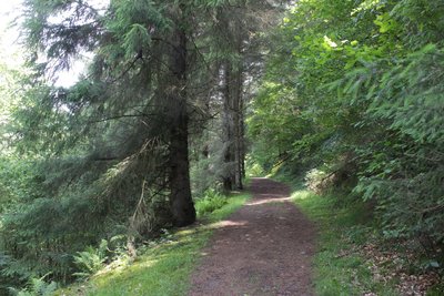 Piste forestière