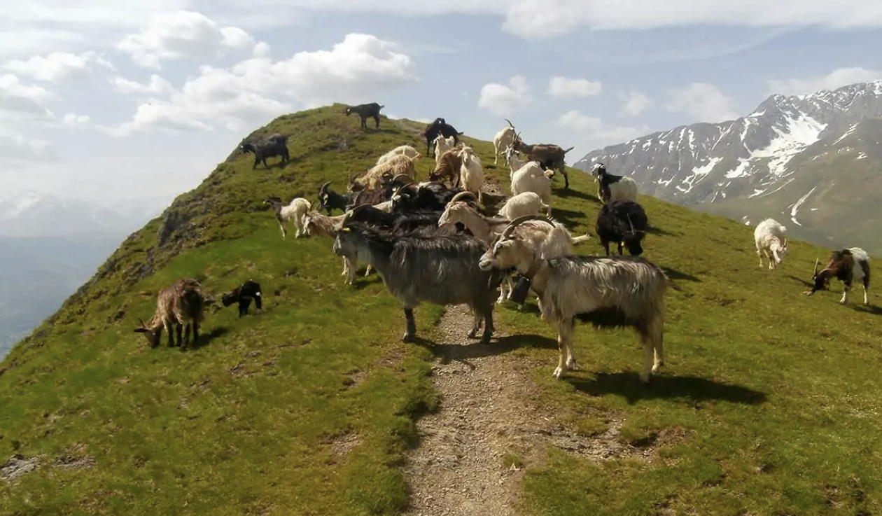 Bêtes au Plo del Naou