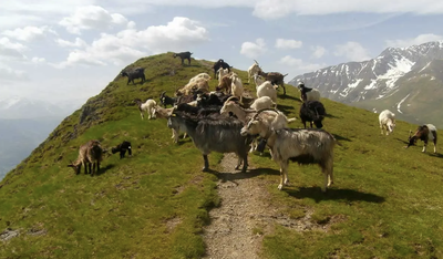 Bêtes au Plo del Naou