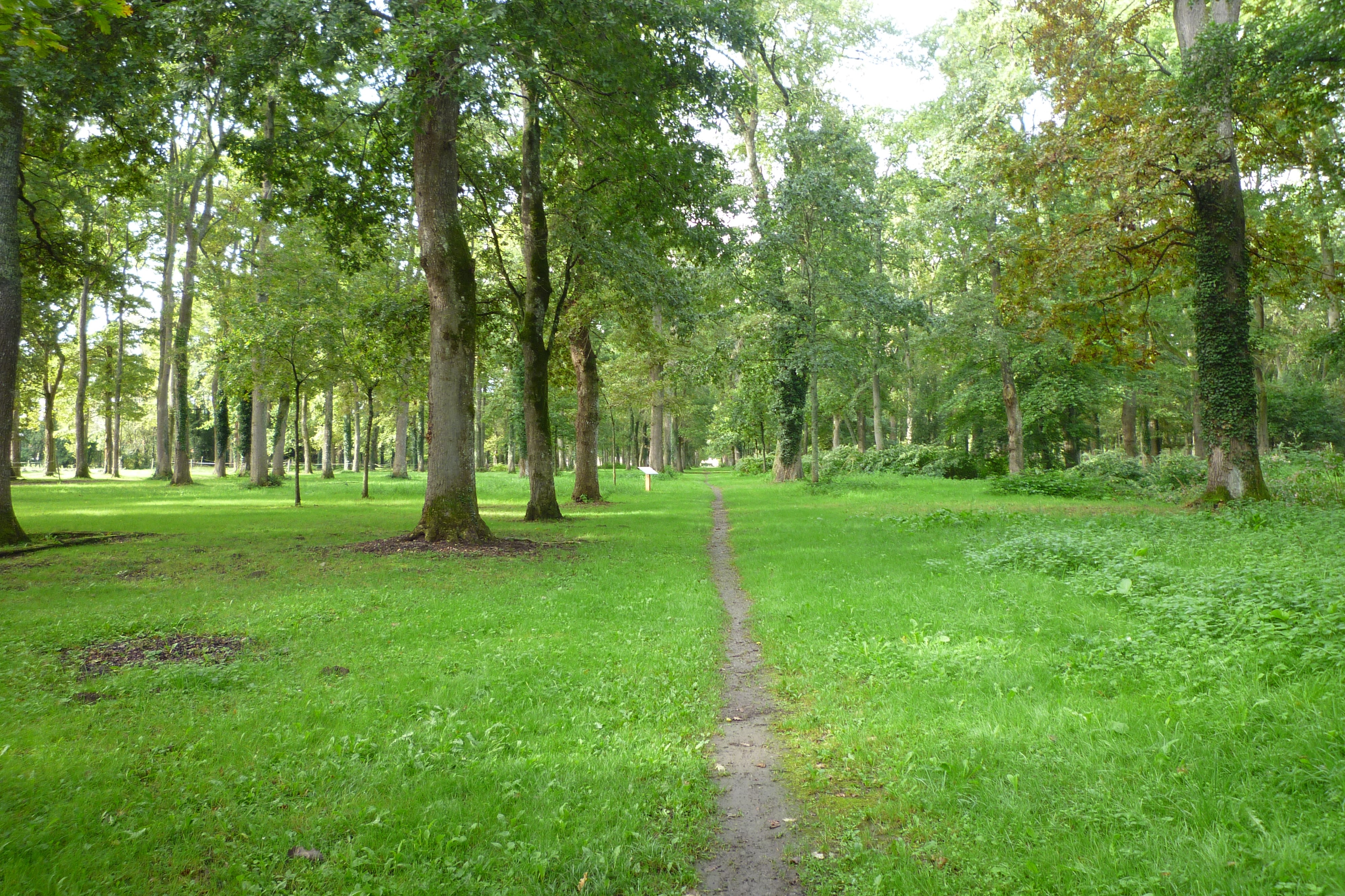 Alignement de chênes-©CCPL