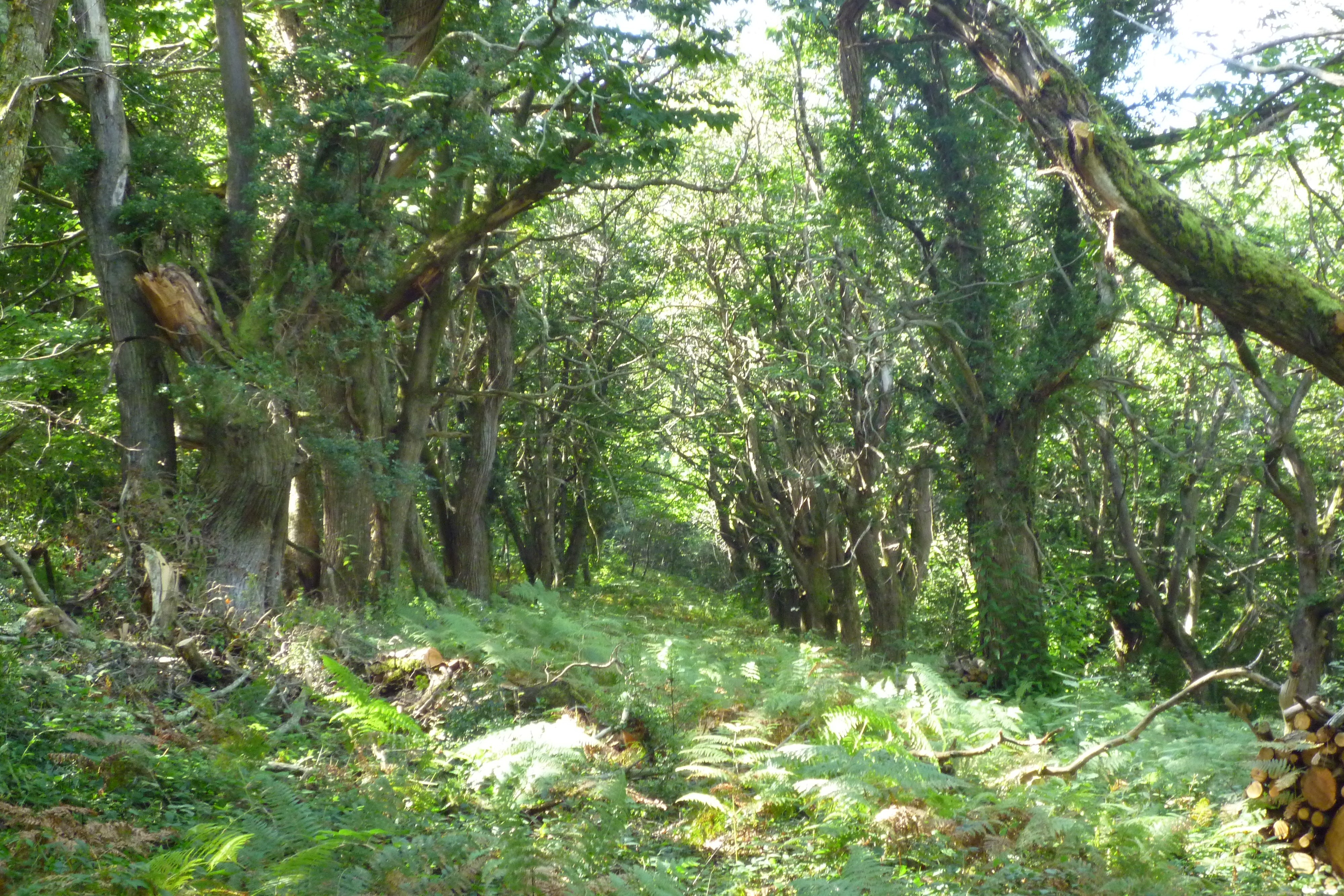 alignement des châtagniers-©CCPL