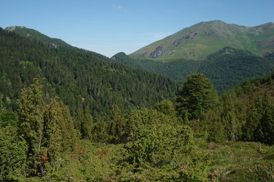 Forêt de Couraduque